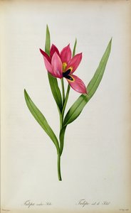 Tulipa oculus-solis, de 